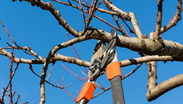 E.I.MEREL : taille des arbres fruitiers à Illiers-Combray, Châteaudun & Nogent-le-Rotrou (28)